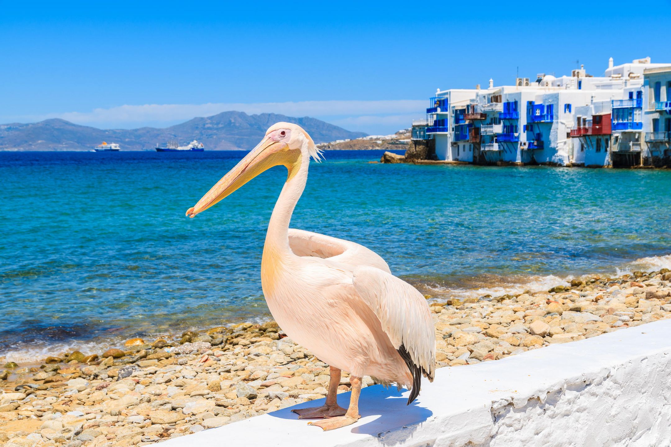 Petros Pelicanul