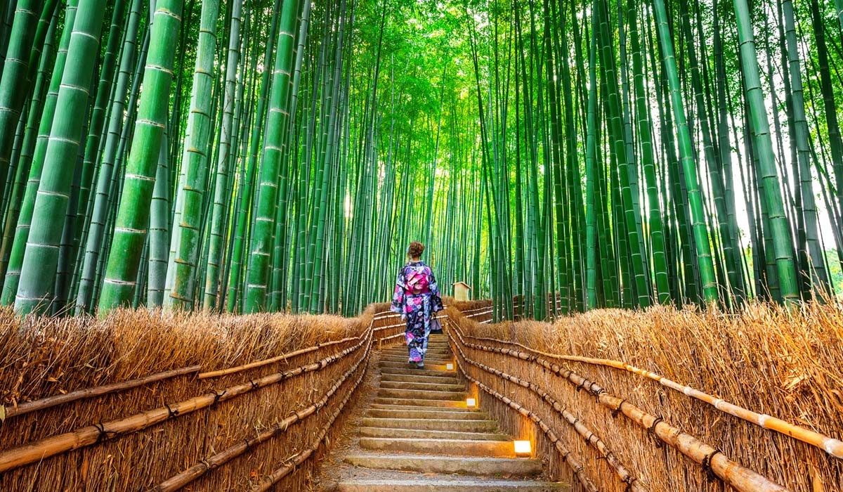Locuri și atracții turistice în Tokyo. Pădurea de bambus din Kyoto