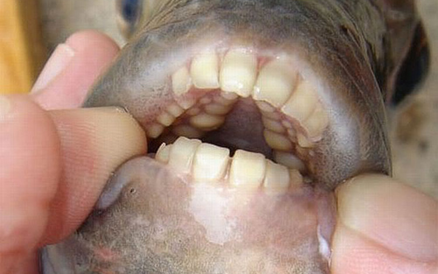 Peștele cu dinți de om