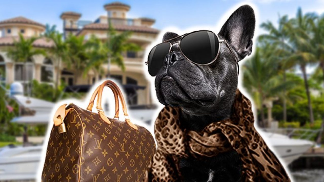 Top 5 cele mai bogate animale din lume. Cum și-au făcut de fapt averile fabuloase