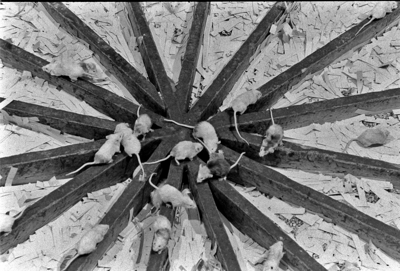 Universul 25 sau „Utopia Șobolanilor”