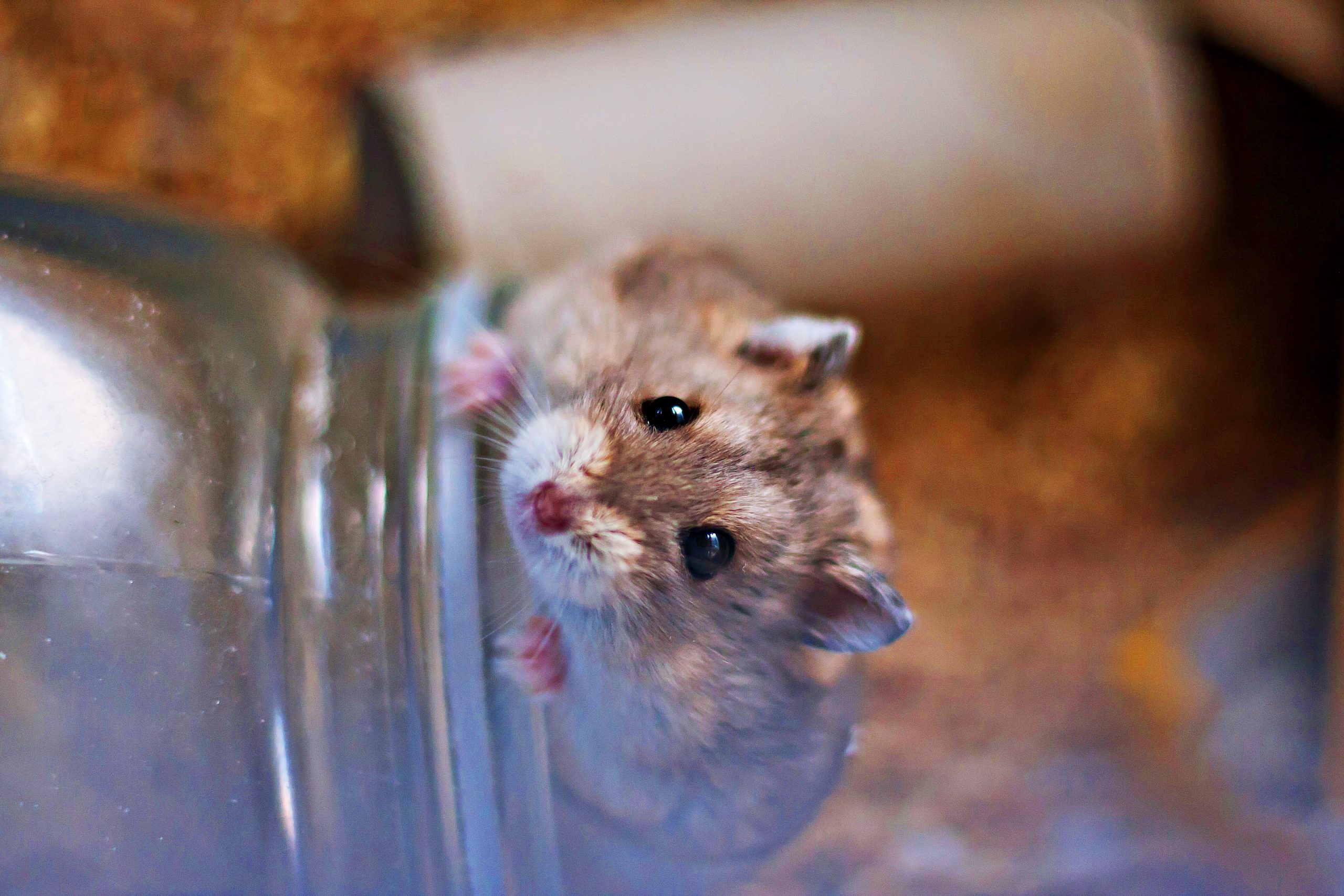 Dicționar de vise. Ce înseamnă dacă visezi un șobolan 