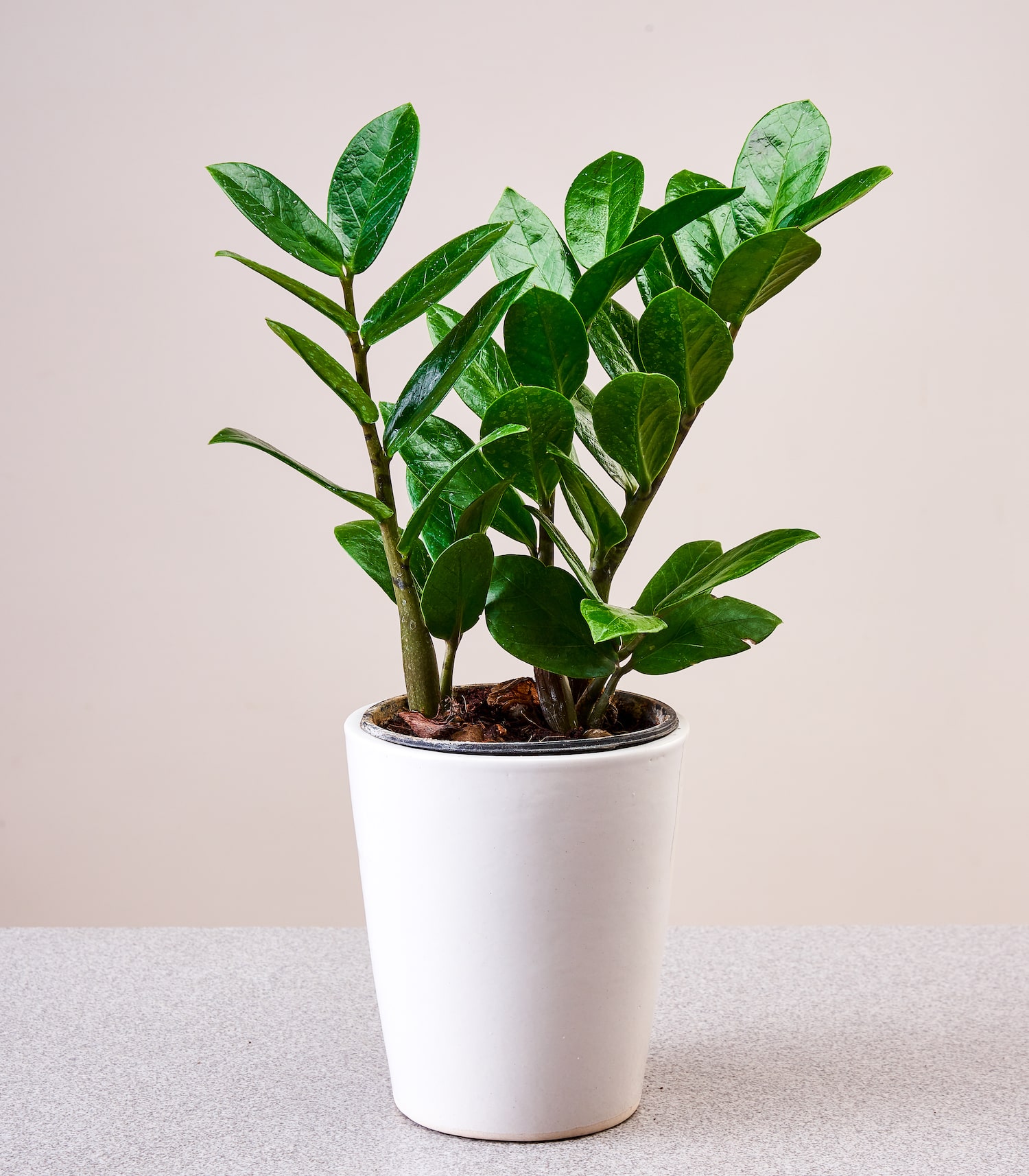Flori de apartament care rezistă în timp. Zamioculcas