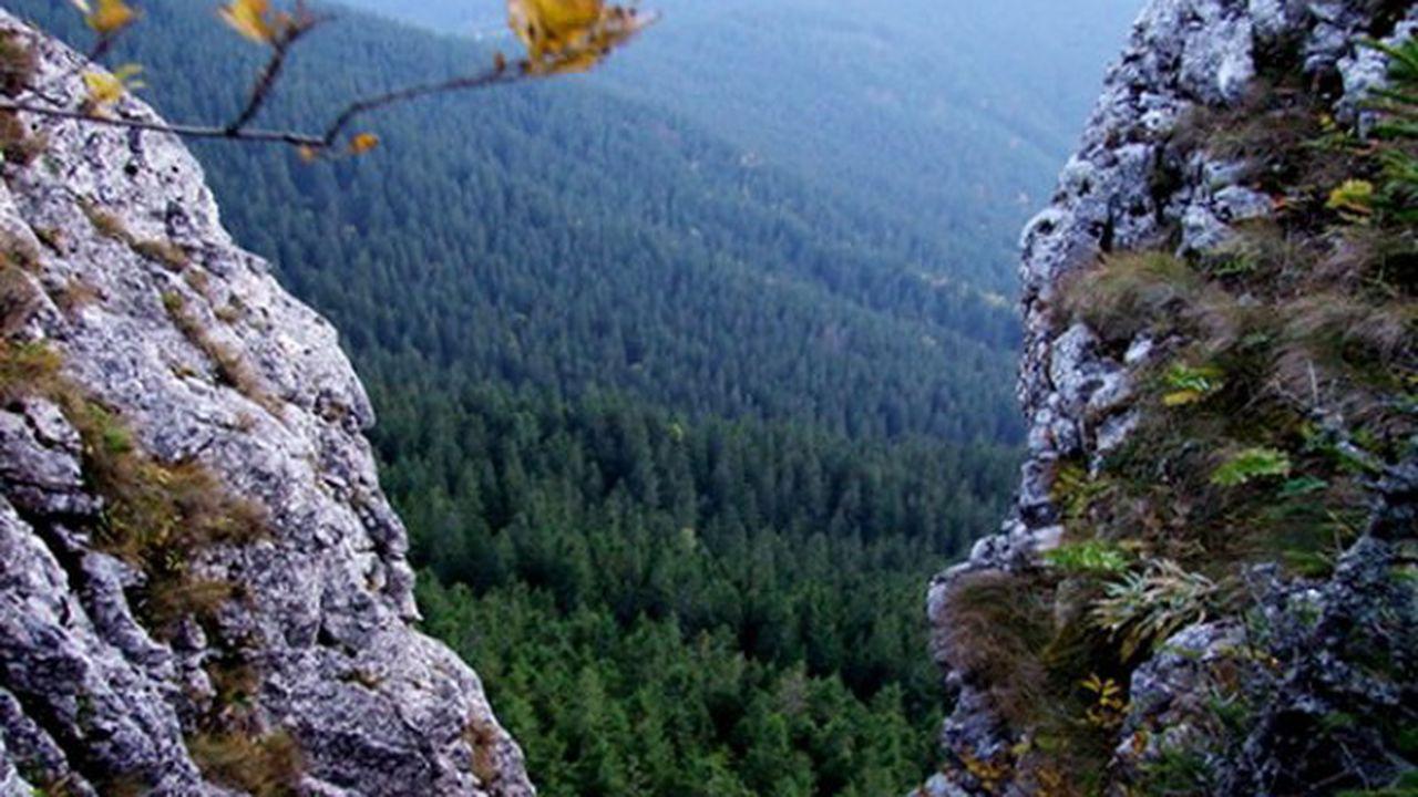 Rezervațiile naturale Piatra Pinului și Piatra Șoimului
