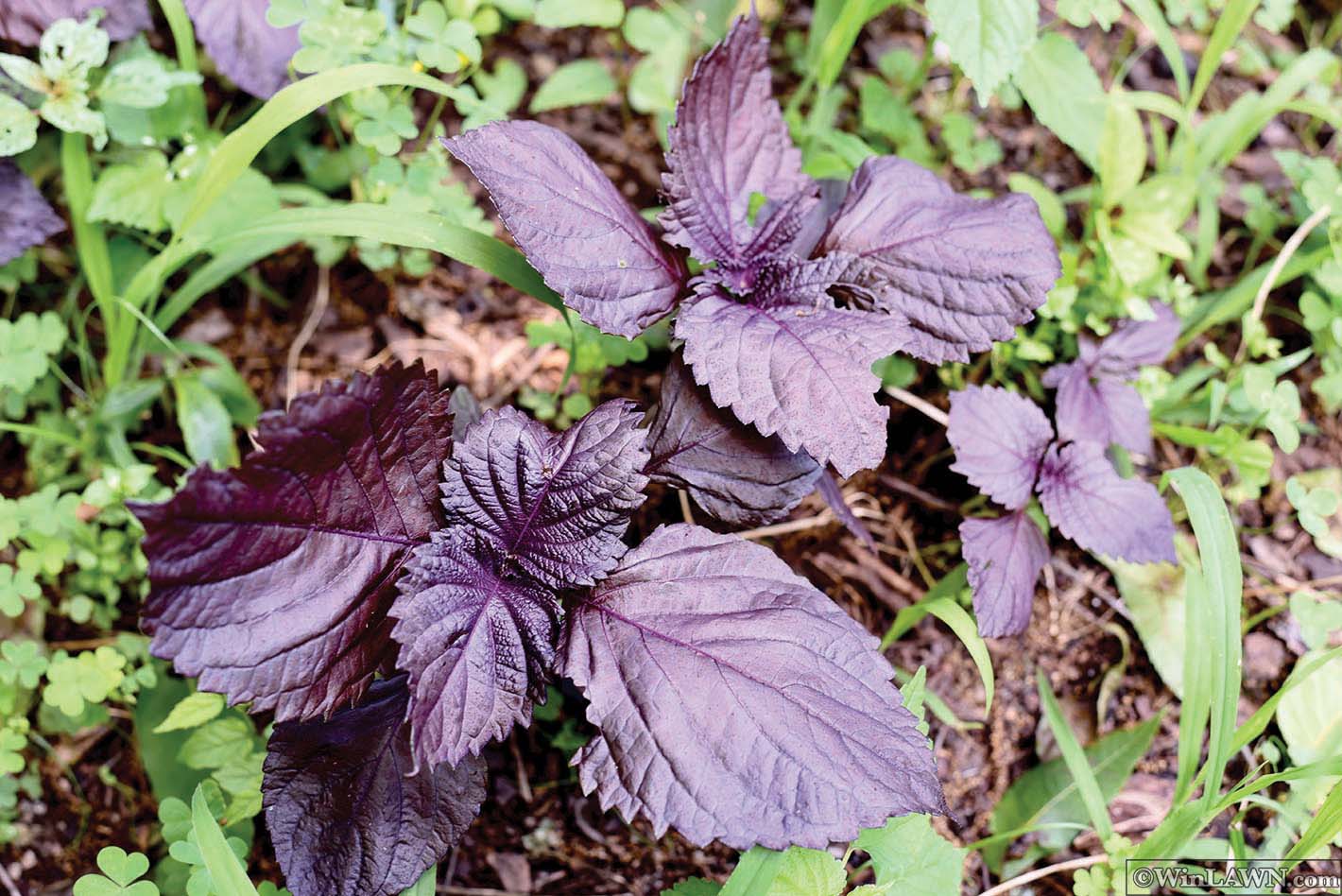 Planta-minune care a cucerit lumea științifică. Motivul uimitor pentru care este considerată specială