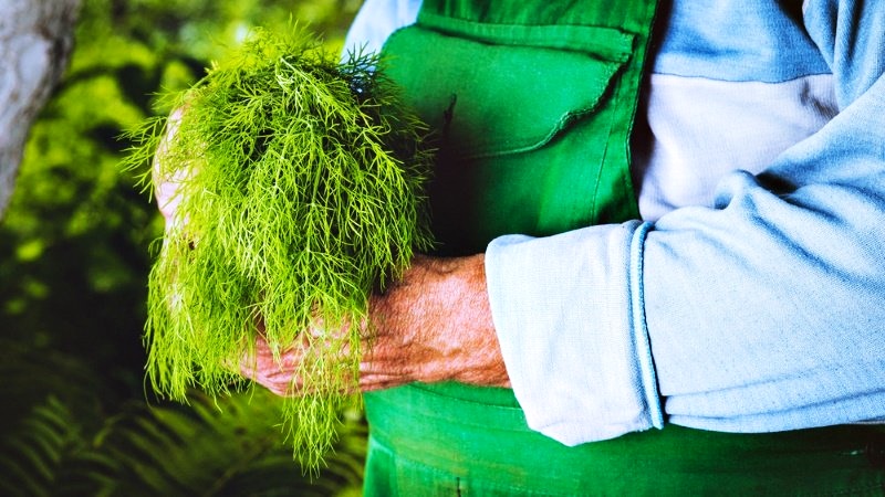 Cum se plantează și cum se îngrijește corect mărarul 