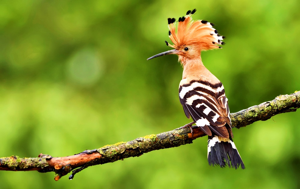 15 curiozități și legende despre pupeze