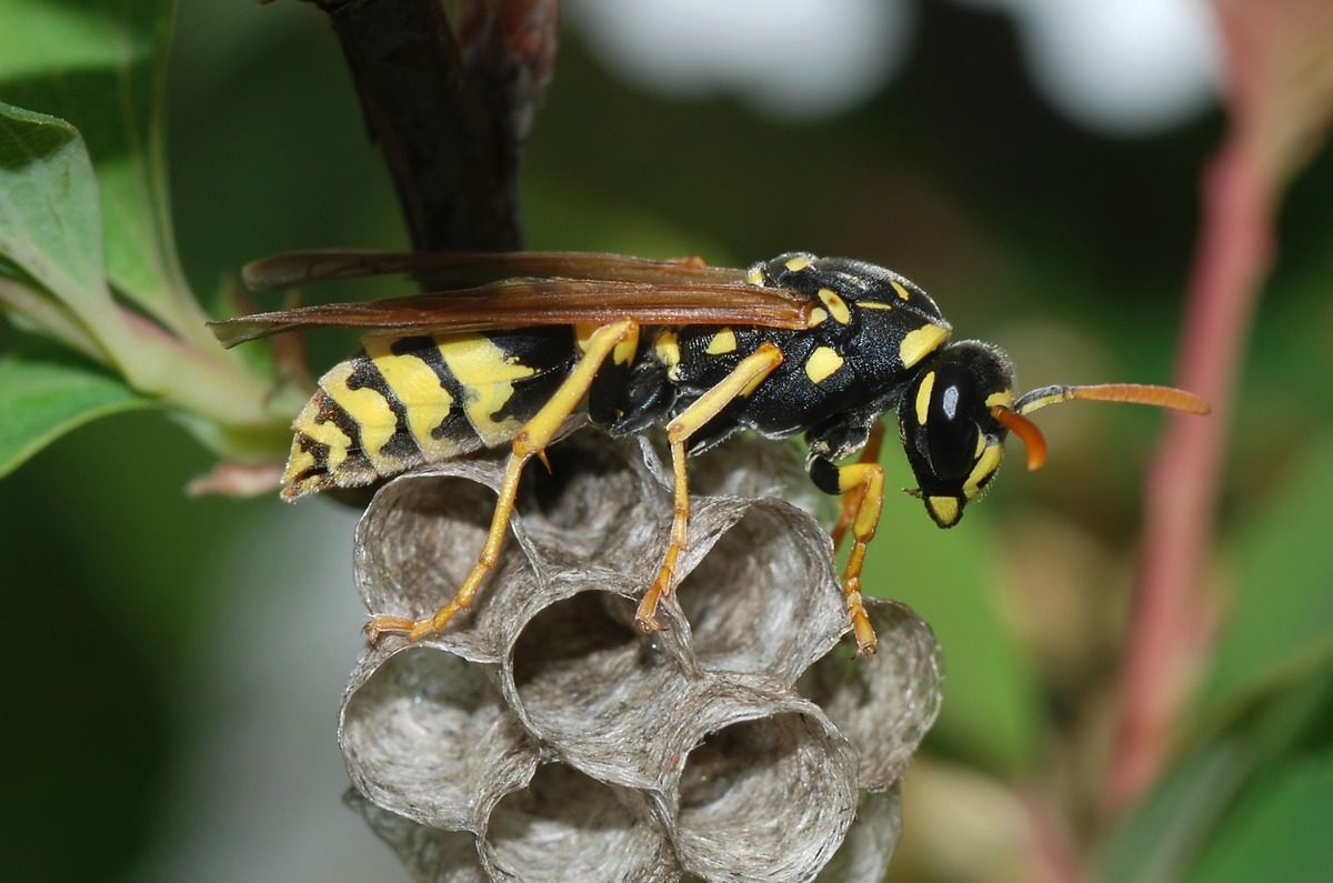 4 soluții pentru a scăpa de cuiburile de viespi. Nu vei mai avea probleme dacă stai la casă