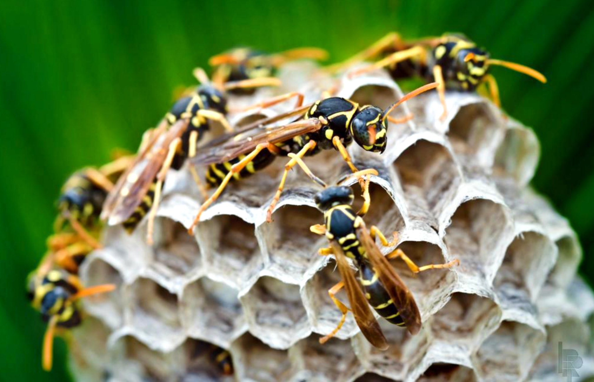 Soluții pentru a scăpa de cuiburile de viespi