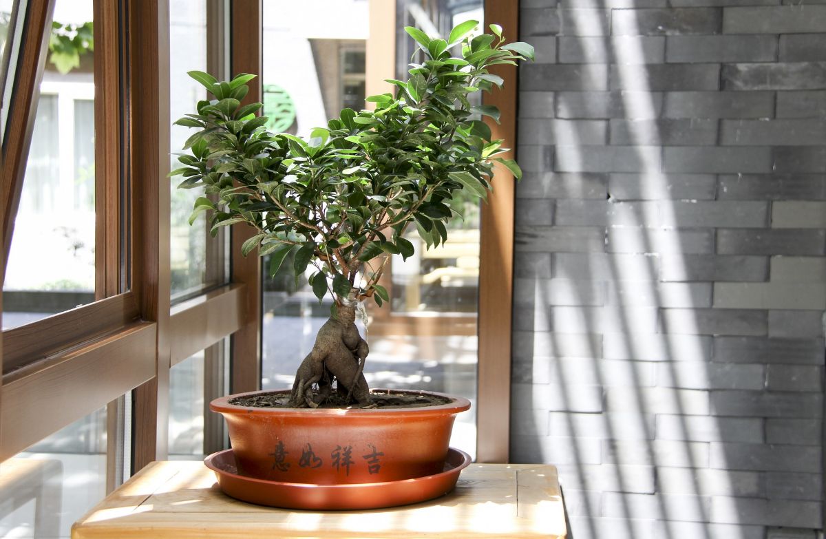 bonsaiul ginseng