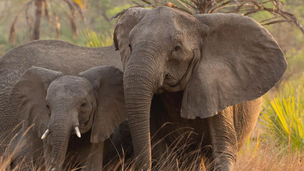 În Parcul Național Gorongosa din Mozambic, presiunea braconajului în timpul războiului civil din țară a dus la o creștere a numărului de elefanți fără colți