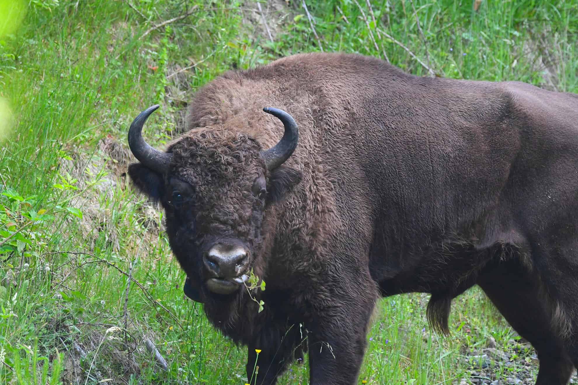 Ce animale sălbatice din România sunt pe cale de dispariție