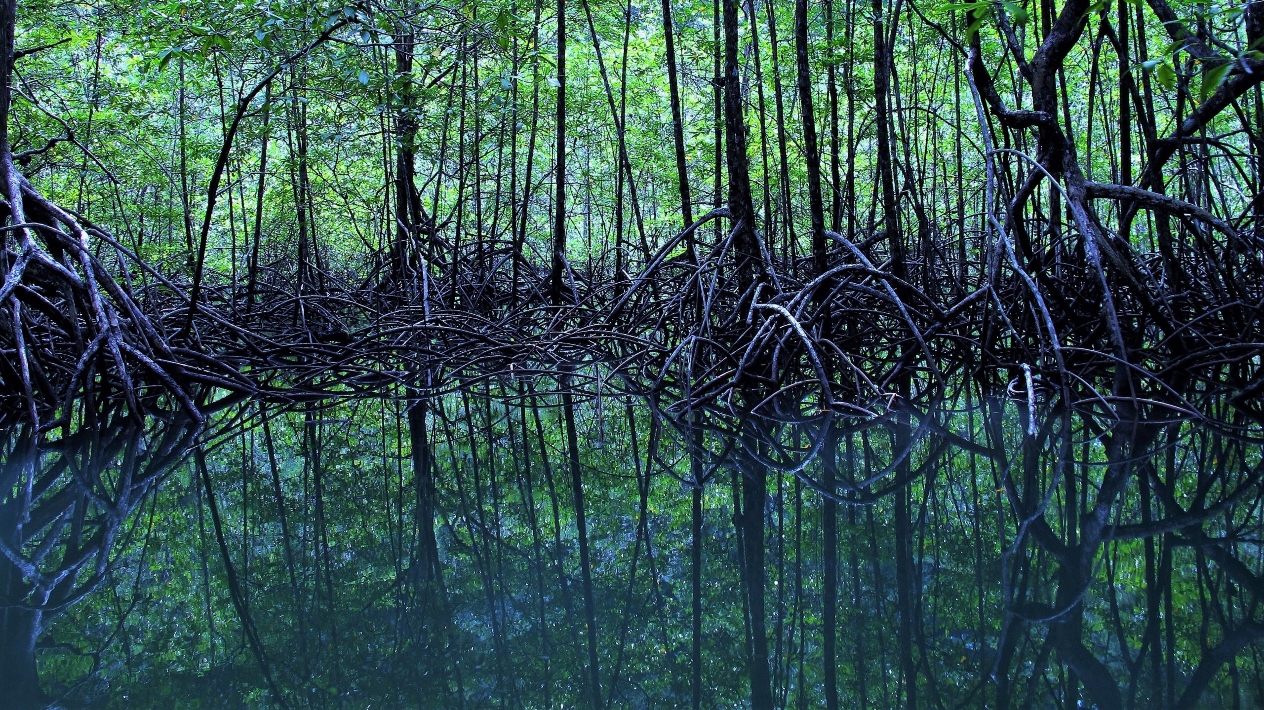 Misterioasa pădure de mangrove fără ieșire la mare din inima Peninsulei Yucatán, Mexic