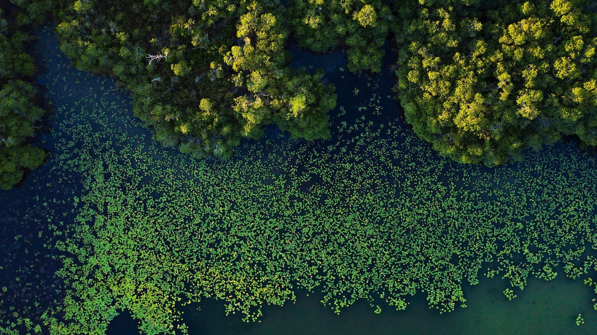 Ce au descoperit cercetătorii despre misterioasa pădure de mangrove fără ieșire la mare. Originile secrete