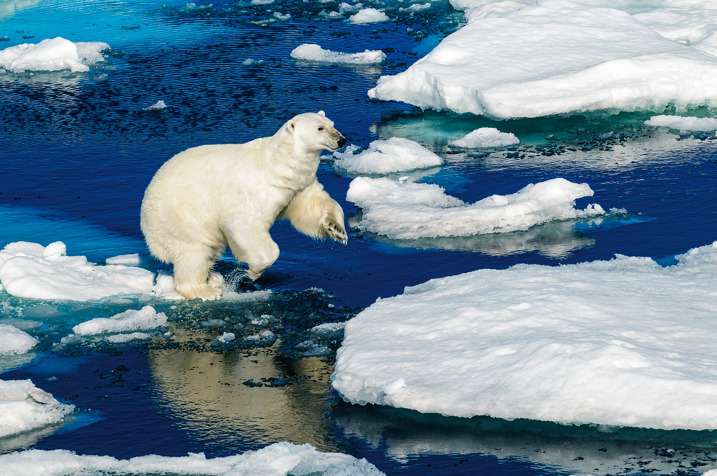 Gheața din Oceanul Arctic se topește constant