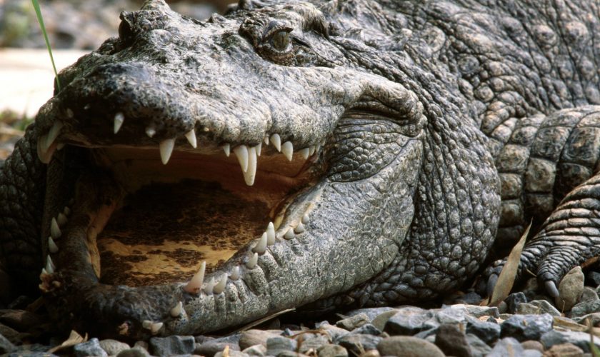 Culturi bizare și animale sacre din diferite colțuri ale lumii