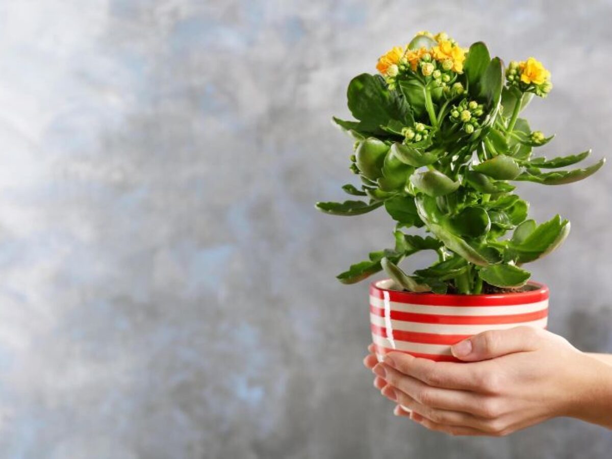 Cum se îngrijesc corect florile din ghiveci iarna. Locul ideal din casă unde e bine să le așezi
