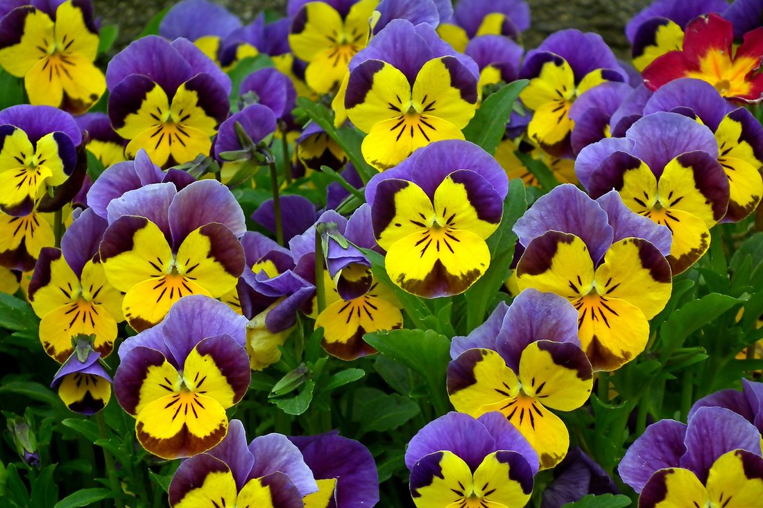 Cum se îngrijesc, de fapt, panseluțele și cum se plantează în grădină sau în ghiveci