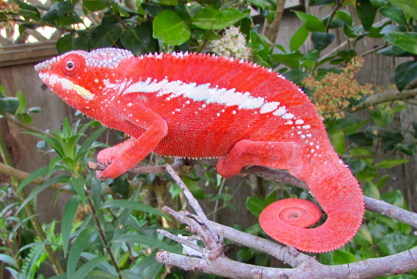 De își schimbă cameleonul culoarea pielii