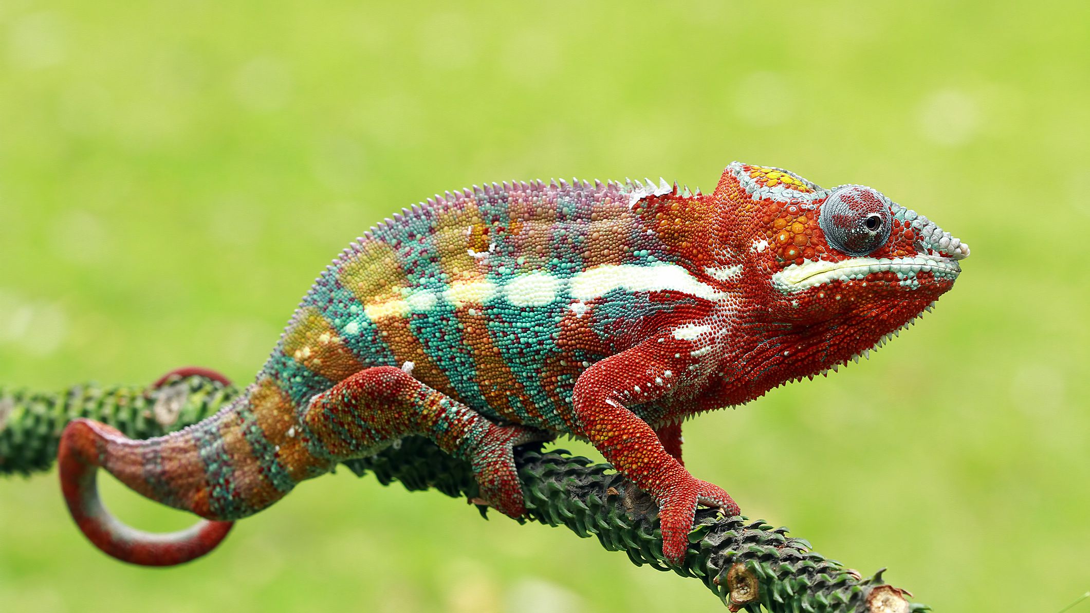 Sigur nu bănuiai asta! De ce cameleonul își schimbă culoarea