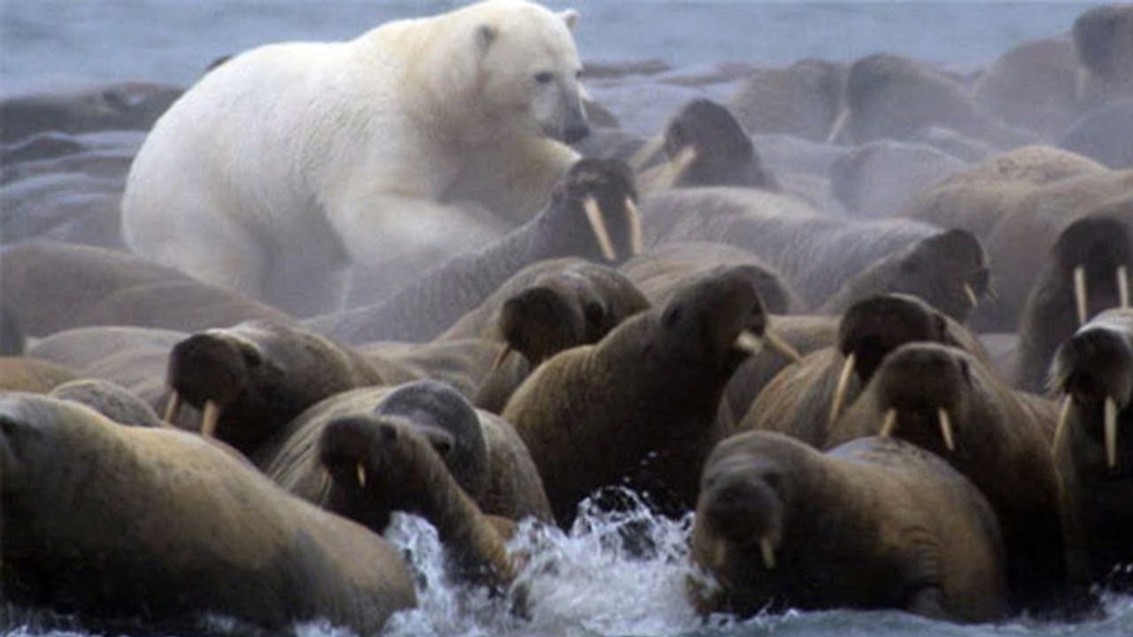 urșii polari dispariție