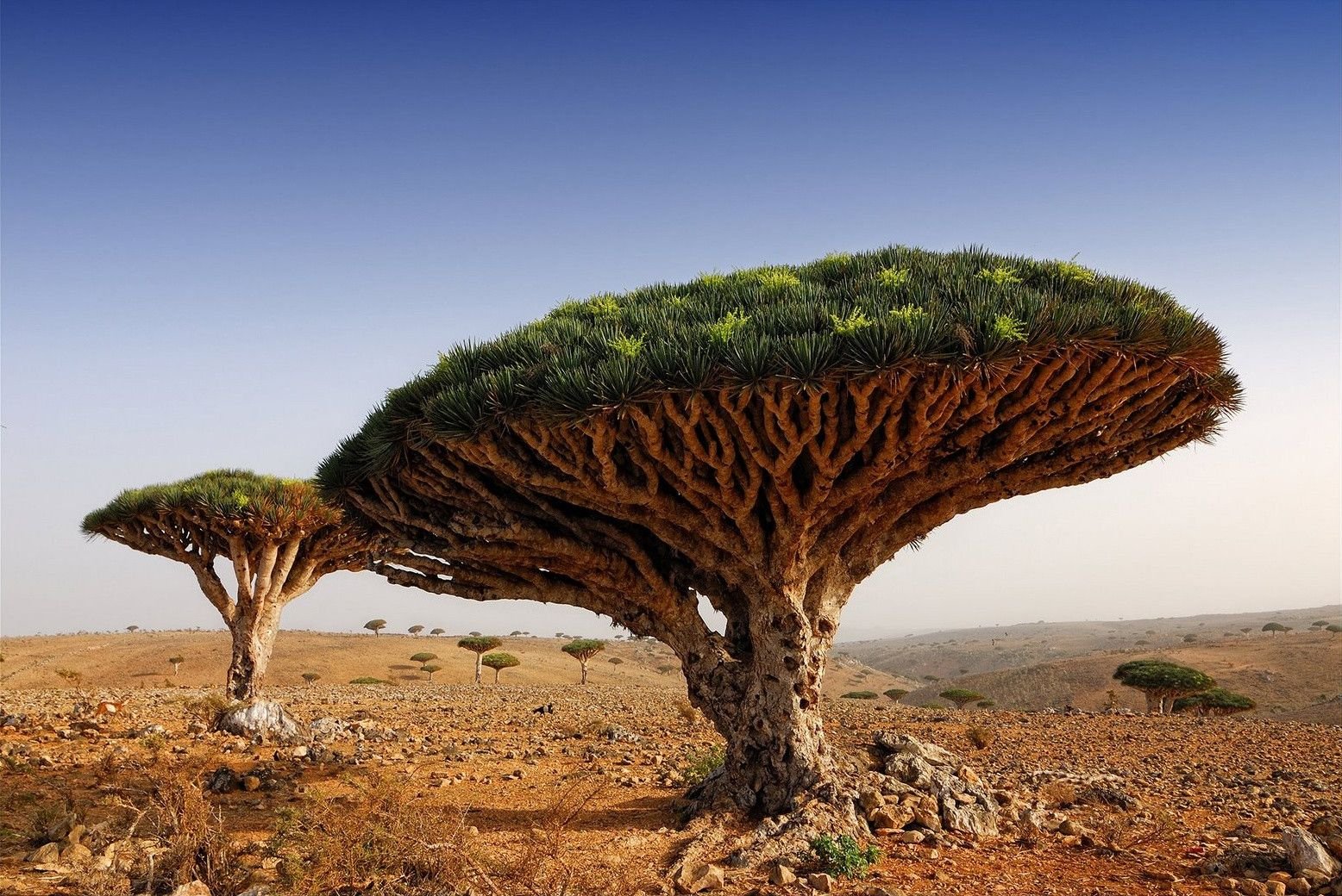 Locuri neobișnuite din lume. Insula Socotra, Yemen