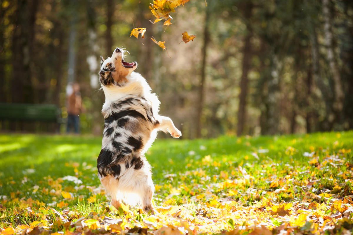 De unde provine și ce înseamnă expresia „a tăia frunză la câini“