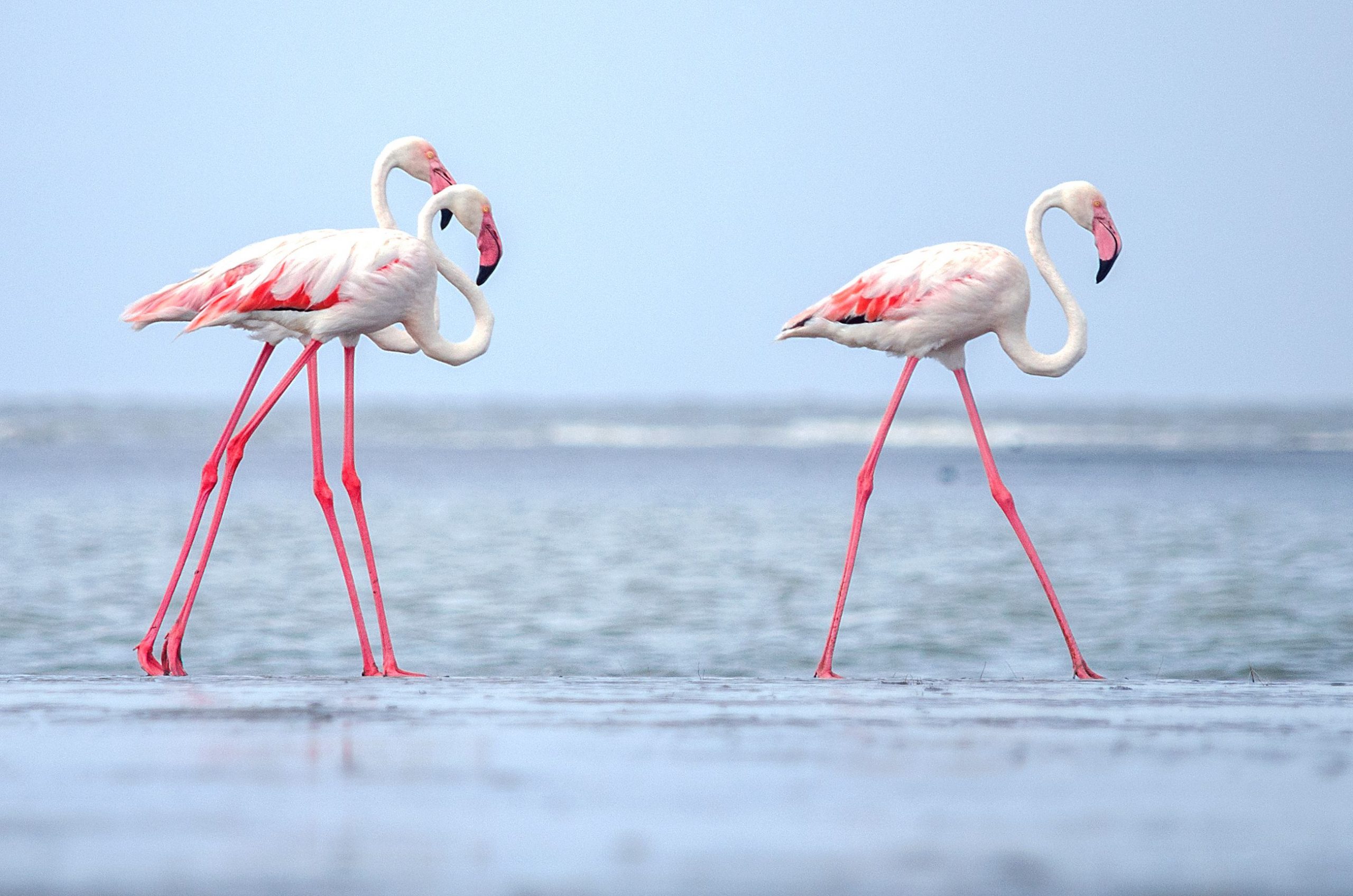Animale care încep cu litera F. Flamingo
