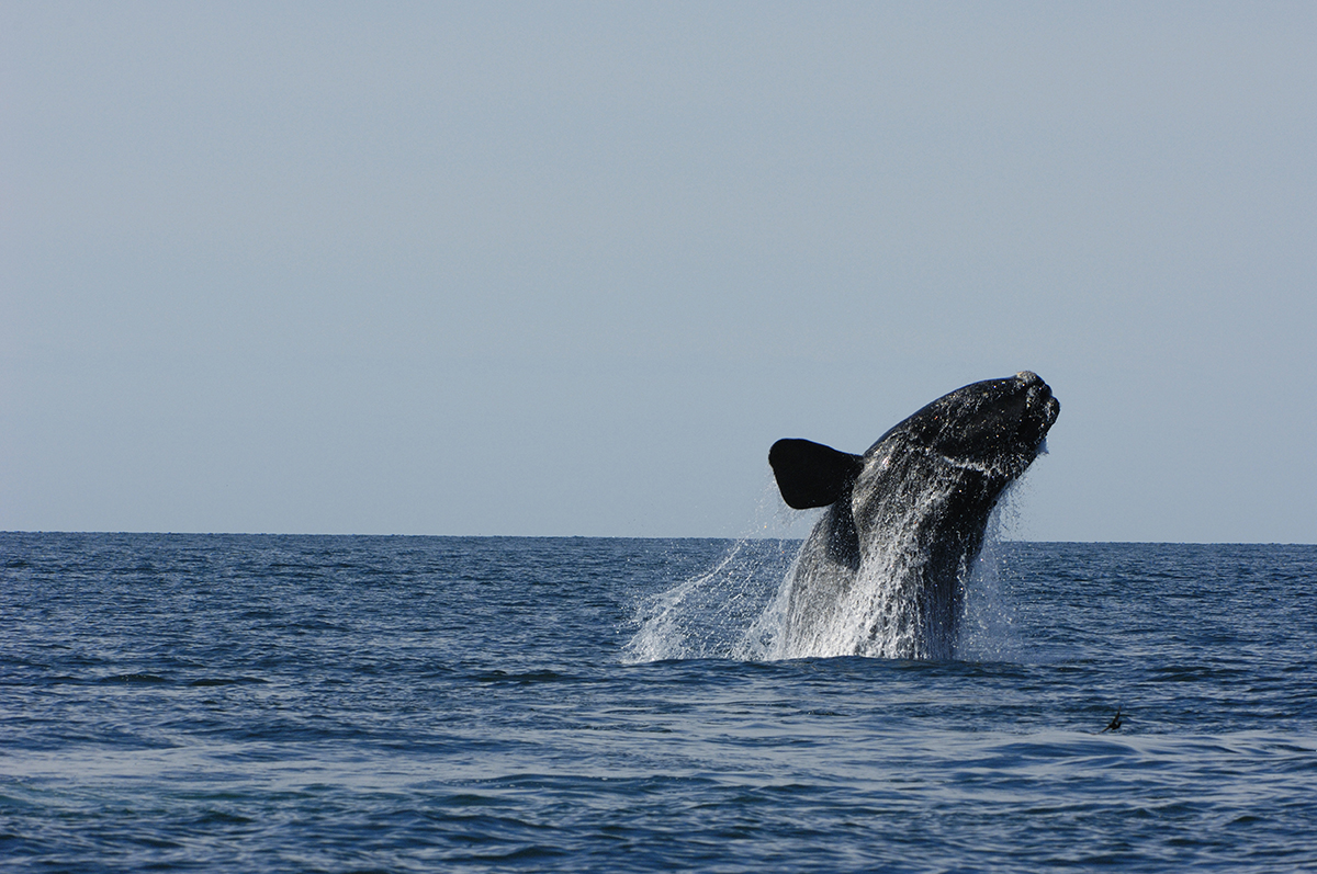 Încălzirea apelor Atlanticului, o amenințare pentru balenele drepte