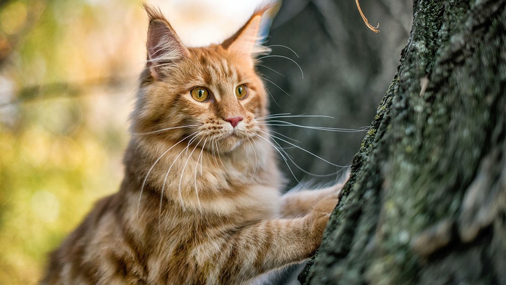 Cele mai frumoase rase de pisici. Aceste feline jucăușe și iubitoare te vor cuceri pe loc. FOTO