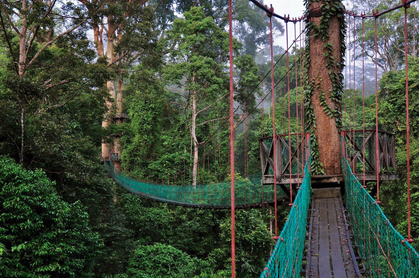 Valea Danum, Borneo