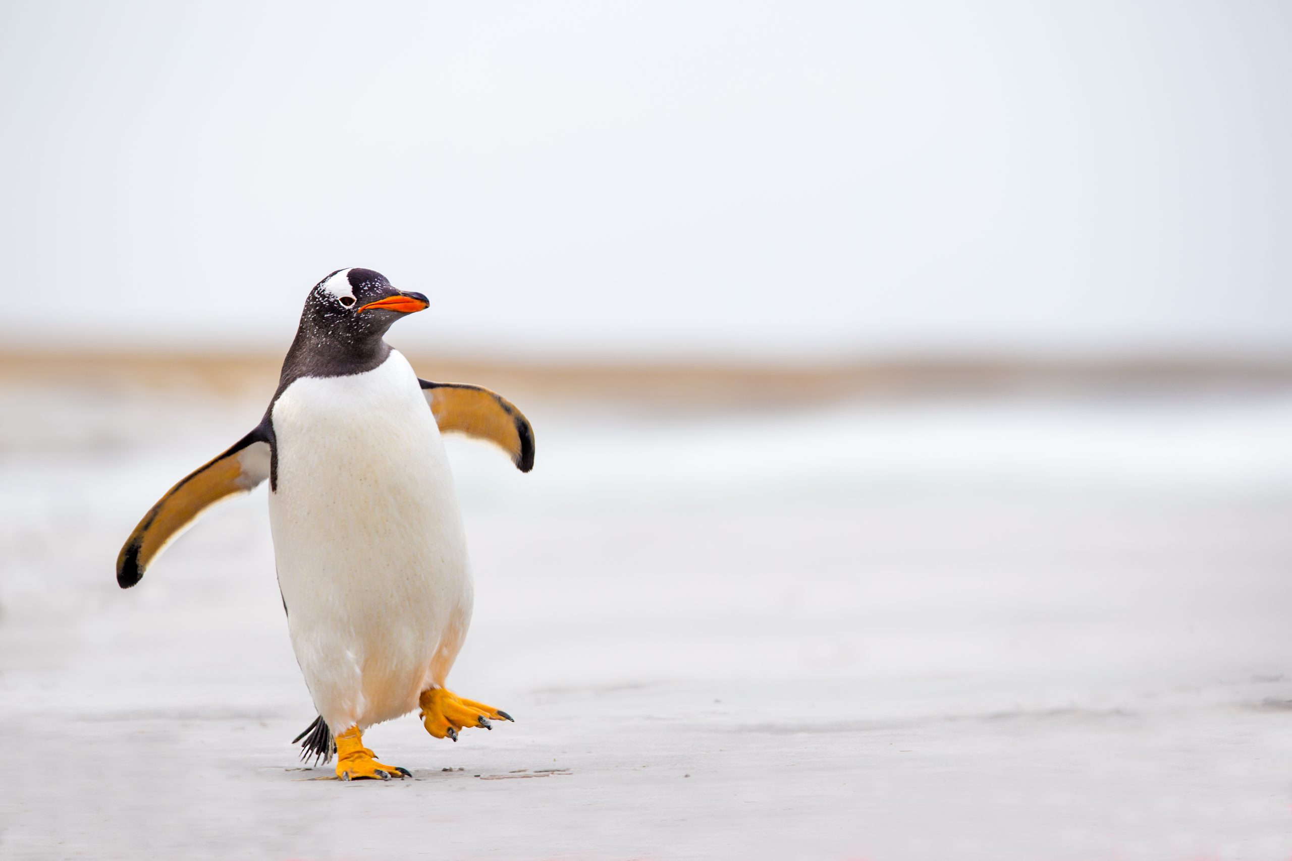 Cel mai bătrân pinguin în captivitate, Olde