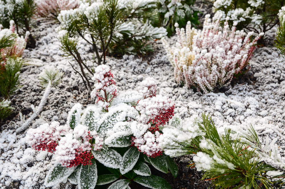 Ce trebuie să faci ca să îți protejezi plantele de îngheț