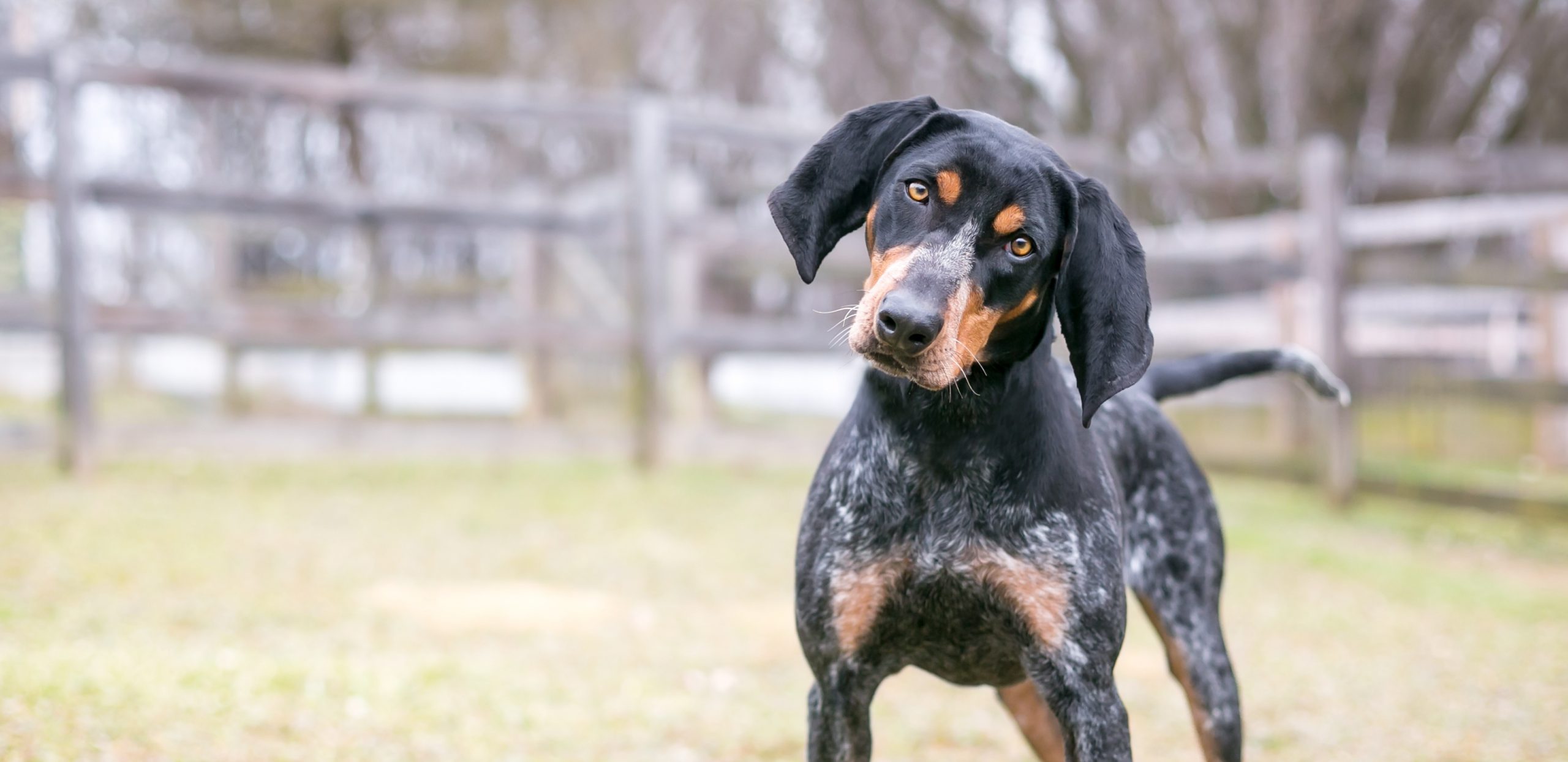 De ce își înclină câinii capul atunci când vorbim cu ei. Motivul surprinzător dezvăluit de specialiști