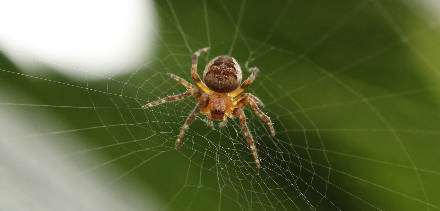 De ce să nu omori un păianjen