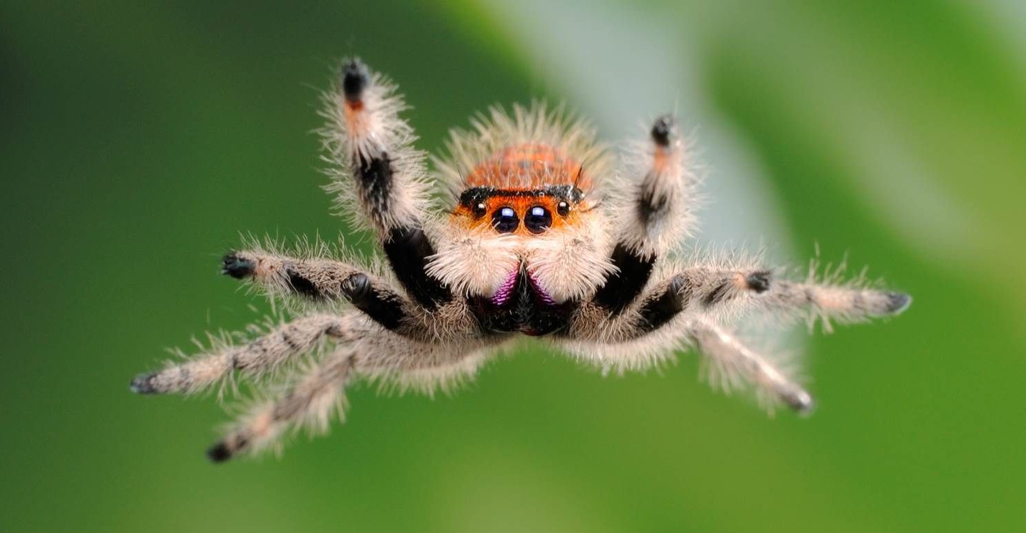 De ce nu e bine să omori un păianjen, dacă îl prinzi în casă. Ce se întâmplă de fapt