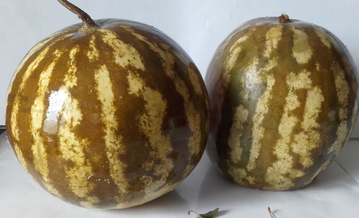 Rețetă de pepeni murați. Cum se aleg și ce ingredient special e bine să adaugi pentru o savoare aparte