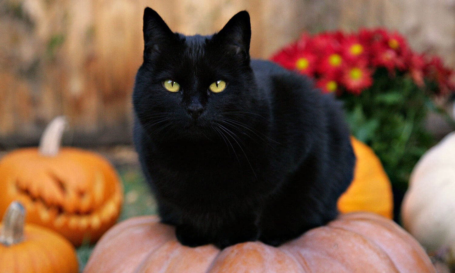 Superstiții din popor. 4 lucruri pe care nu e bine să le dai din casă. Se spune că atrag ghinionul