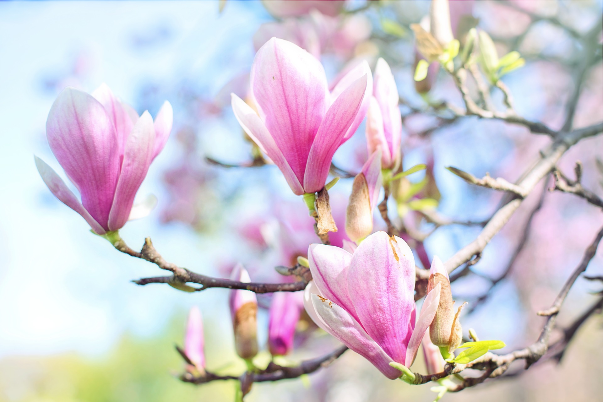 Când înflorește și cum se îngrijește corect magnolia
