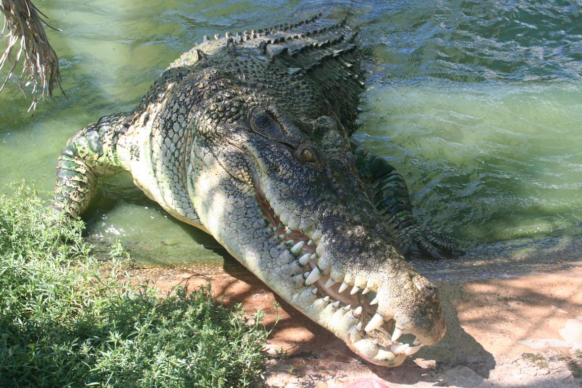 Crocodilul marin