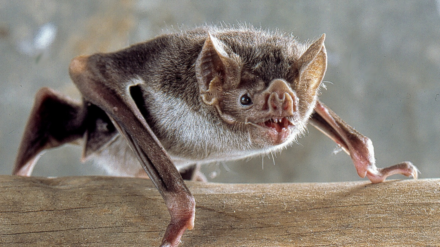 8 animale înfricoșătoare care sunt însă inofensive. FOTO