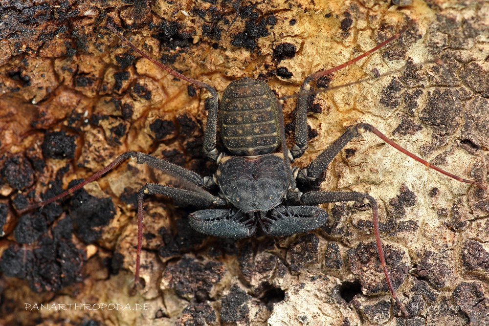 Scorpionul cu bici fără coadă