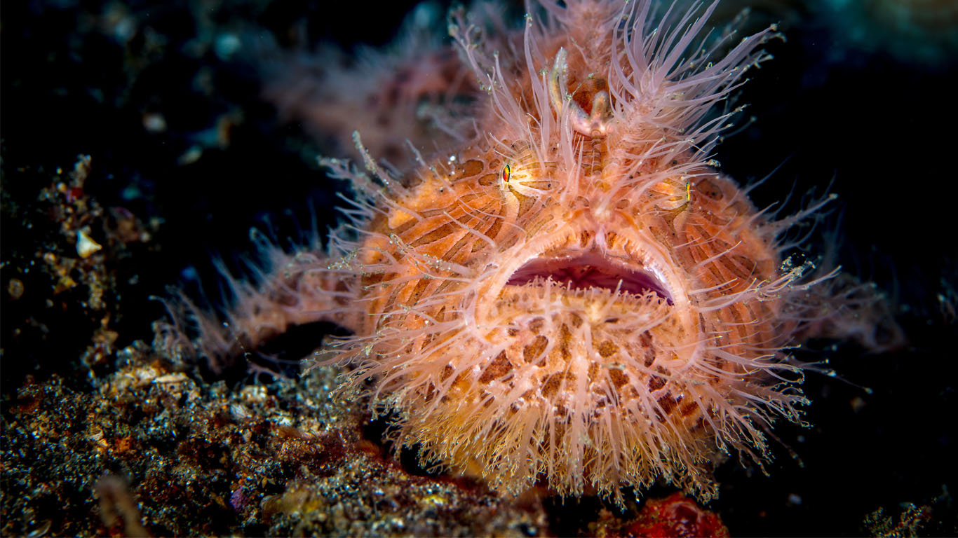 Peștele broască păroasă