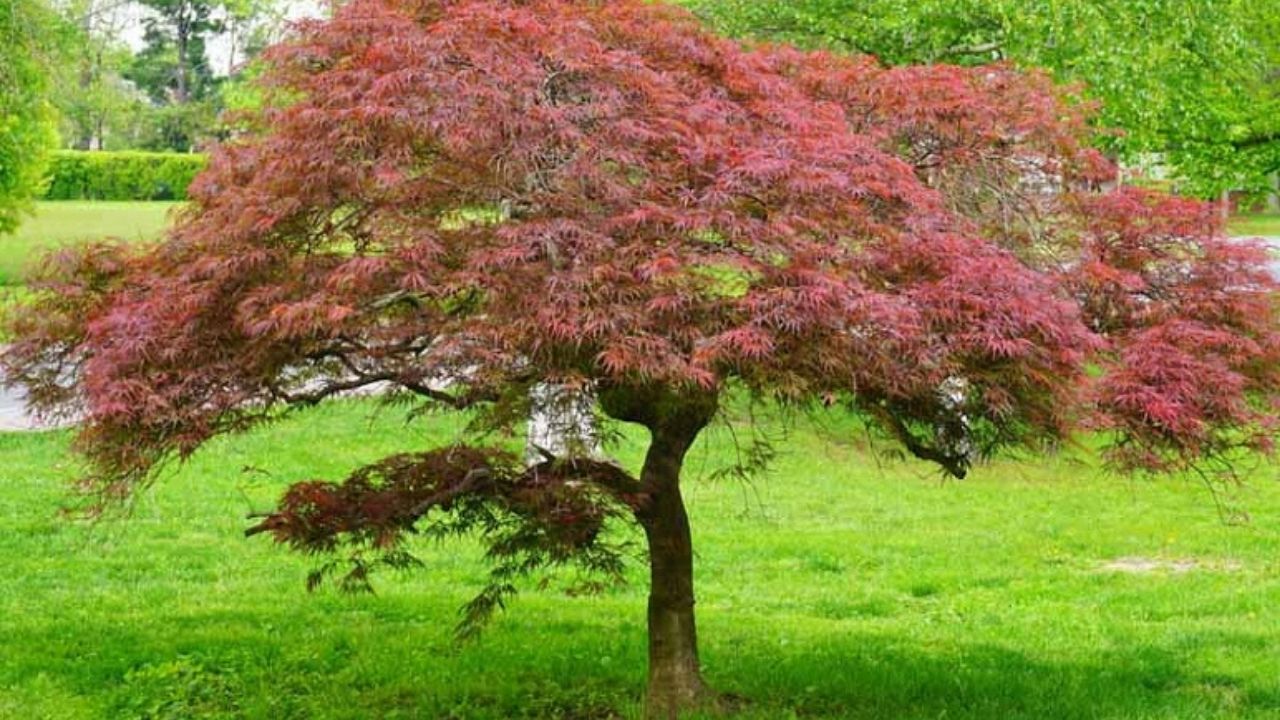 Arbori ornamentali. Aceștia sunt ideali pentru grădina casei