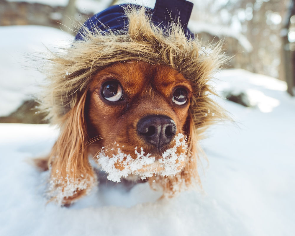 Suferă câinii suferă din cauza frigului?