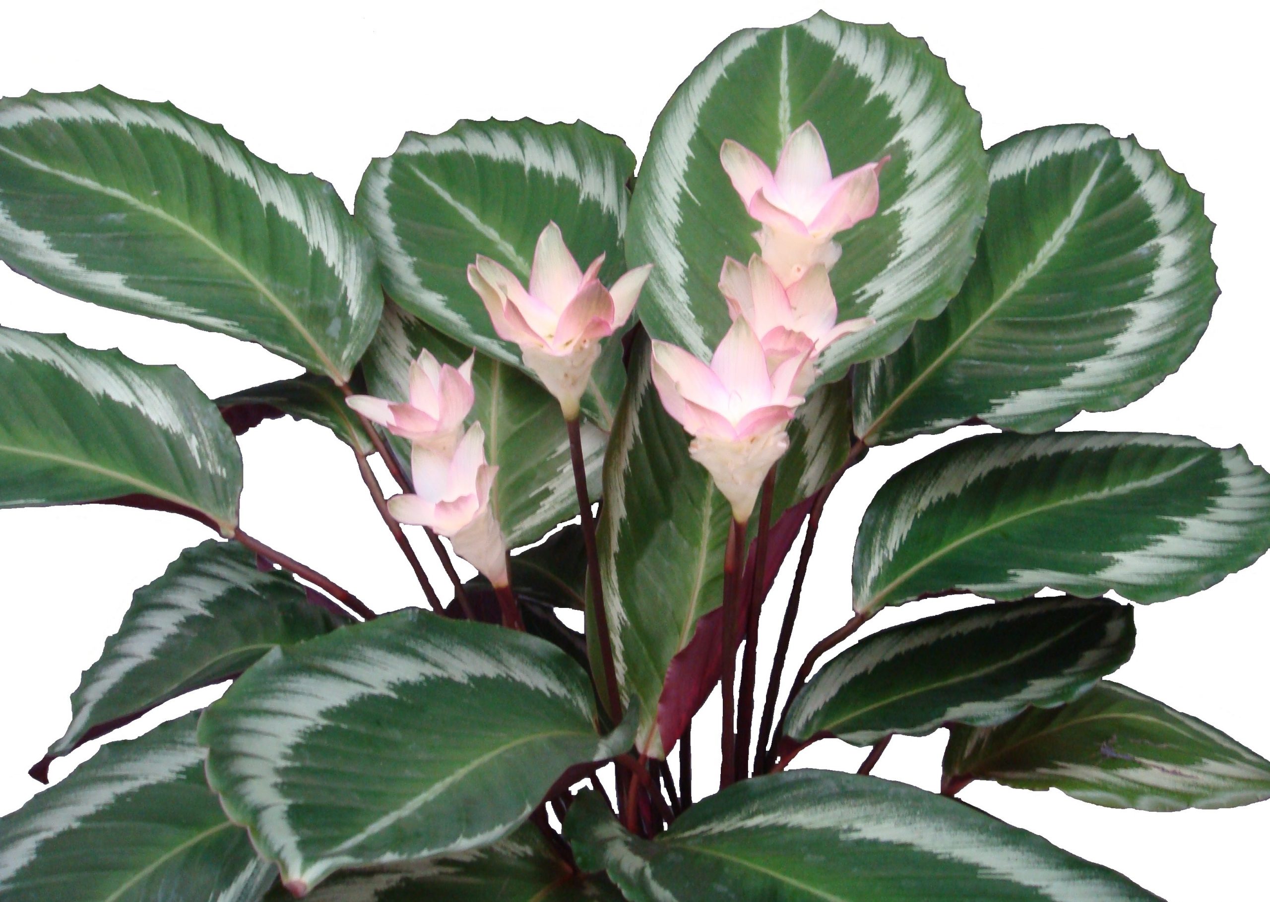 Calathea sau planta de rugăciune