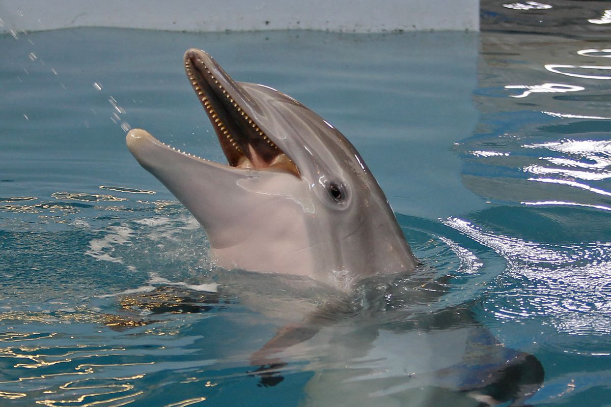 De ce dorm delfinii cu un ochi deschis. 10 curiozități despre unele dintre cele mai inteligente animale din lume