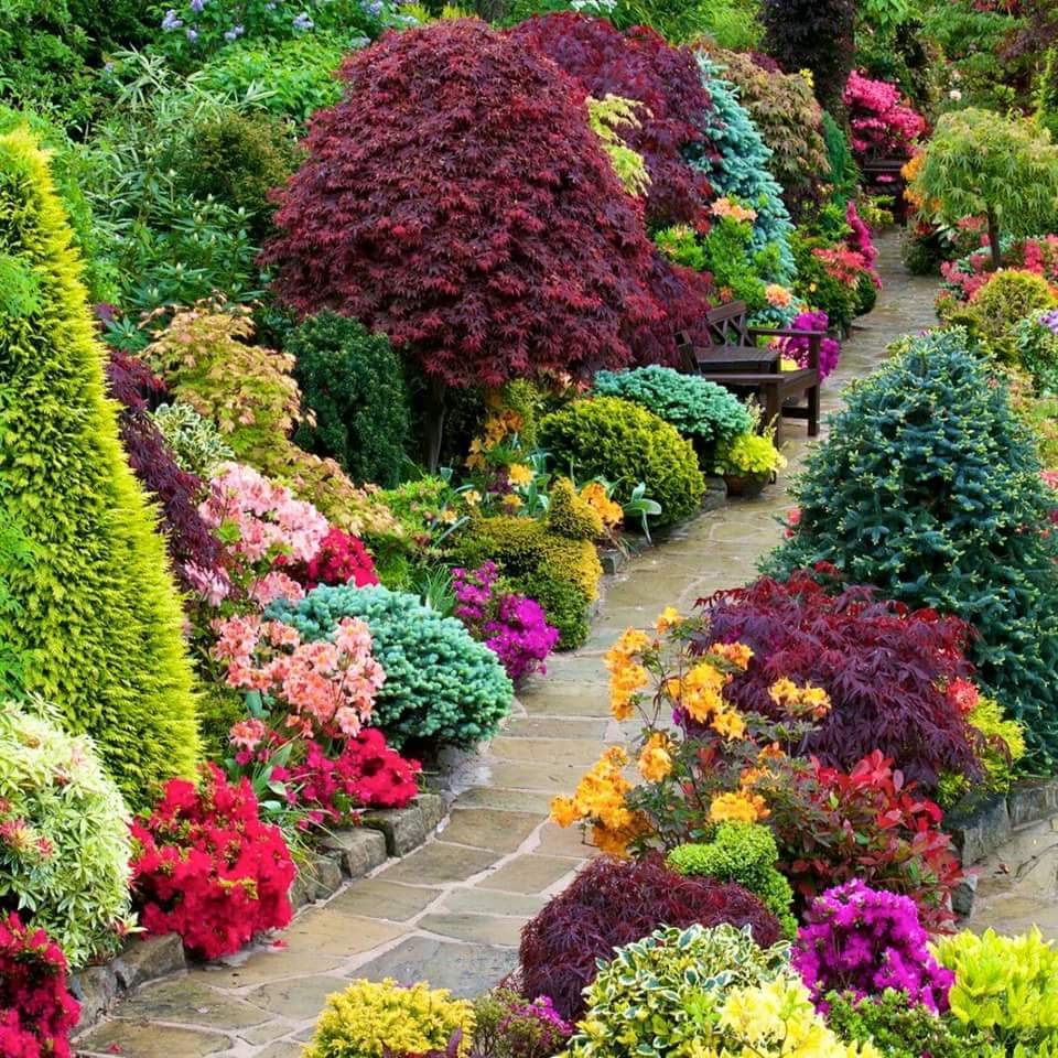 Plante ornamentale de grădină
