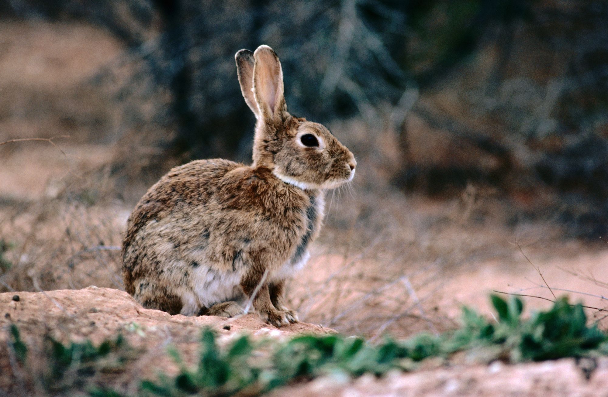 12 animale care aduc noroc. Se spune că te scapă de necazuri și atrag prosperitatea
