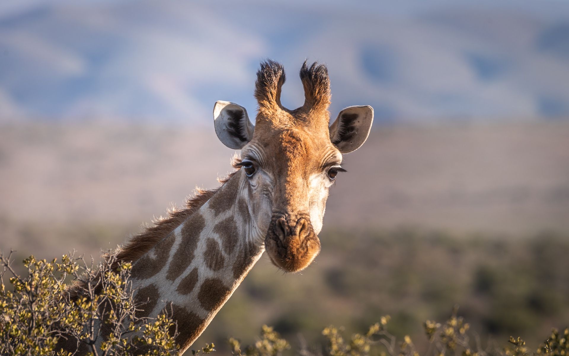 Sexul unei girafe poate fi identificat după coarnele de pe cap